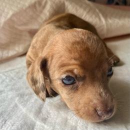 Girl 1 - Red female Dachshund puppy in San Antonio, Texas from Crystal’s Miniature Dachshunds