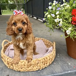 Patsy - Red female Cavapoo puppy in Bozrah, Connecticut from Cedar Creek Farm