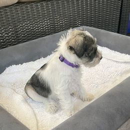 Miniature Schnauzer Puppies from Lovey Mini Schnauzers