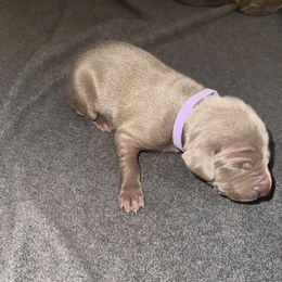 Girl 5 - Silver gray female Weimaraner puppy in Spartanburg, South Carolina from Palmetto State Weimaraners
