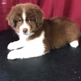 Dachshund and Miniature Australian Shepherd Puppies from Maverick Kennels