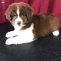 Dachshund and Miniature Australian Shepherd Puppies from Maverick Kennels