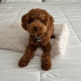 Maltipoo Puppies from Ollie-Pop Paws Breeding