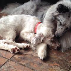 English Setters and Shetland Sheepdogs from North Roe Kennels