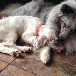 English Setters and Shetland Sheepdogs from North Roe Kennels