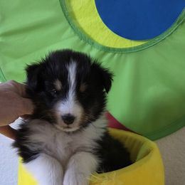 Shetland Sheepdog Puppies from Spring Valley shelties