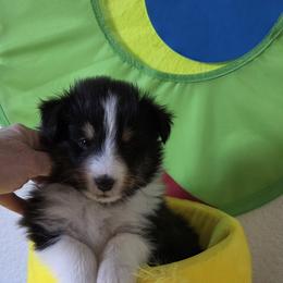 Shetland Sheepdog Puppies from Spring Valley shelties
