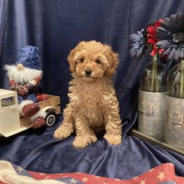 Meiomi - Red female Cockapoo puppy in Morgan Hill, California from Martin's Cockapoos