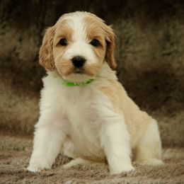 Ryder - Apricot male Australian Labradoodle puppy in Stanwood, Washington from Victoria Creek Australian Labradoodles