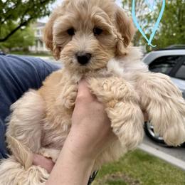 Bernedoodle, Cavalier King Charles Spaniel, and Poodle Puppies from Ellas.Pups (Bernedoodles & Cavapoos)