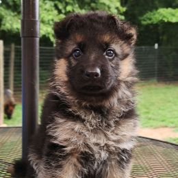 Kai (Boy 2) - Black and red male German Shepherd puppy in Roanoke, Alabama from Von Schönen Träumen German Shepherds