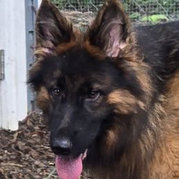 Gina - German Shepherd