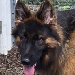 Gina - German Shepherd