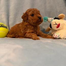 Boy 1 - Red  male Poodle puppy in Southwest Ranches, Florida from Herringbone ‘s Poodles