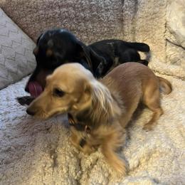 Dachshund Puppies from Dreamy Creamies