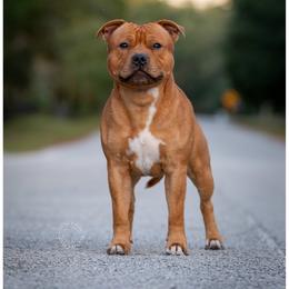 Tor - Staffordshire Bull Terrier