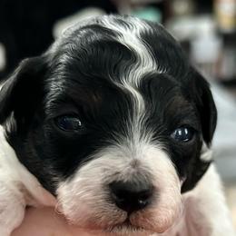 DayZee - Parti female Poodle puppy in Mineral Wells, Texas from S.H.A.R.P.’s Toy Poodles