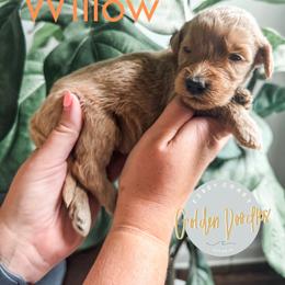 Willow - Apricot female Goldendoodle puppy in Jacksonville, Florida from First Coast Goldendoodles