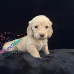 Aurora - Cream female Dachshund puppy in Peyton, Colorado from Dachshund Universe
