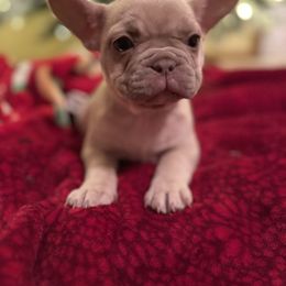 Bulldog and French Bulldog Puppies from Midwest Monster Made Bulldogs