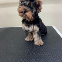 Spud - Black and tan male Yorkshire Terrier puppy in Wayland, Michigan from Corazón De Cristal Yorkies