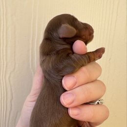Vernon (AKC Full) - Chocolate and tan male Dachshund puppy in Somerville, Texas from Shutt Pup's