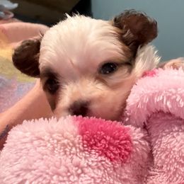 Riot - Red white and sable male Papillon puppy in Xenia, Ohio from 4 Paws Piper's Legacy Papillons