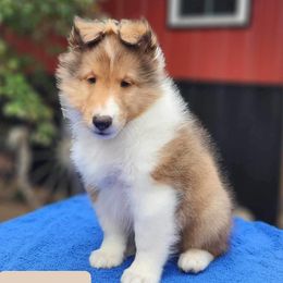 Traveler - Sable and white Shetland Sheepdog puppy in Iowa from Karmayne Kennels