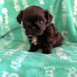 Girl 1 - Black female Shih Tzu puppy in Peoria, Arizona from Jodi’s Shihtzus