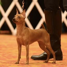 Penny - Miniature Pinscher