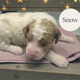 Snow - Parti female Goldendoodle puppy in Ellenburg Center, New York from Kristin's Puppies