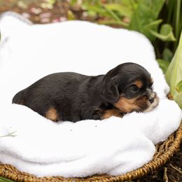 Hardy - Black and tan male Cavalier King Charles Spaniel puppy in New Holland, Pennsylvania from Mountain Breeze Puppies