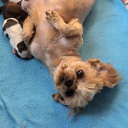 Goldy - Shih Tzu