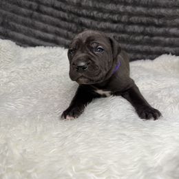 Tawny - Black female Cane Corso puppy in Russellville, Missouri from Soaring Royalty Canines LLC