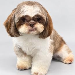 Shihpoo puppies from The Teddybear Shihpoo