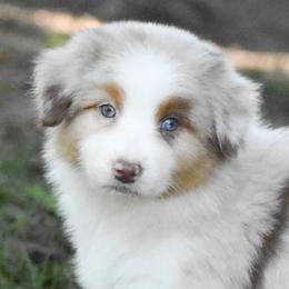 Marigold - Red merle female Australian Shepherd puppy in Easton, Missouri from MMA Kennel