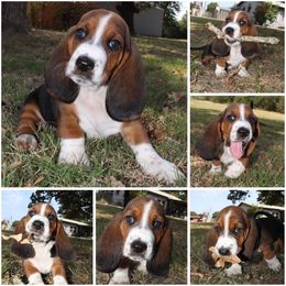 Adalida -Pink - Black brown and white female Basset Hound puppy in Jacksboro, Texas from Basset Hounds of Jacksboro, Tx
