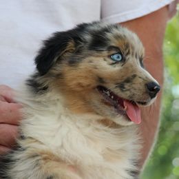 Australian Shepherd Puppies from MRT Aussies