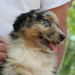 Australian Shepherd Puppies from MRT Aussies