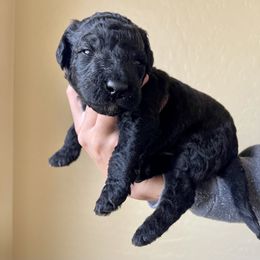 Goldendoodle Puppies from Oodles of Doodles