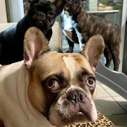 French Bulldogs from Craft Frenchies