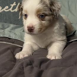 Australian Mountain Doodle and Miniature American Shepherd Puppies from Little Loves Farm