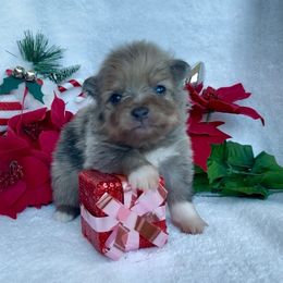 Nash - Blue merle male Pomeranian puppy in Los Angeles, California from Adelia’s perfect poms