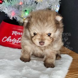 Pepper's De Selby - Selby - Lavender male Pomeranian puppy in Plant City, Florida from Pepper's Pomeranians