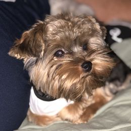 Cooper - Yorkshire Terrier