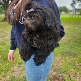 Purple - Black white and silver female Shih Tzu puppy in Needville, Texas from Precious Moments Shih Tzu