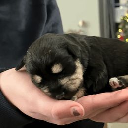 Miniature Schnauzer Puppies from Front Runner Miniature Schnauzers