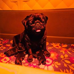 Female - Cream female Pug puppy in Jacksonville, North Carolina from Coliseum de Cassiope