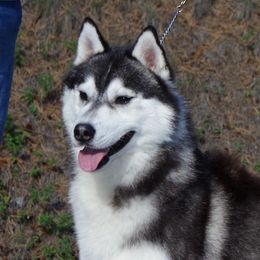 Speedy - Siberian Husky