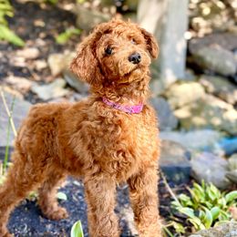 Old English Sheepdog and Poodle Puppies from Canine Castle of Cleveland